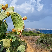 Fichi india paesaggio sicilia