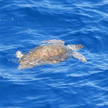 Tartaruga marina nuota superficie mare